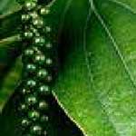 Black Pepper (Black Pepper-02)