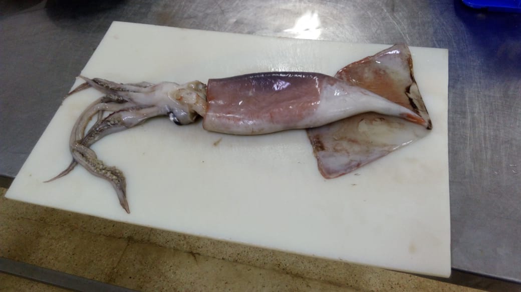 Frozen Fishes