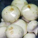 Mushrooms Mushrooms