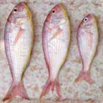 Frozen Fishes Frozen Fishes