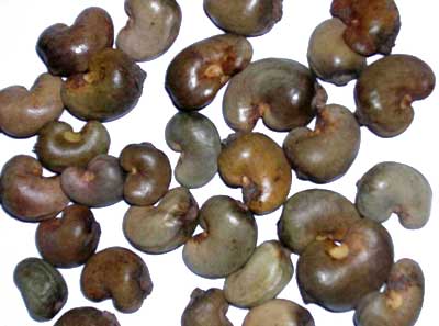 Raw Cashew Nuts