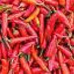 Red Chilly (Red Chilly-02)