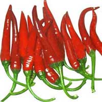 Red Chilly